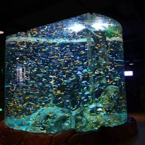 Jasa pembuatan giant aquarium, giant aquarium, akuarium besar, aquarium besar, Jasa pembuatan aquarium, Jasa pembuatan akuarium,  Jasa pembuatan aquarium super besar, Jasa pembuatan Aquarium raksasa, Jasa pembuatan Big aquarium, Jasa pembuatan Akuarium besar, Jasa pembuatan Giant akuarium, Jasa pembuatan Akuarium super besar, Akuarium super besar, Jasa pembuatan Akuarium super besar surabaya, Jasa pembuatan Akuarium super besar jakarta, Jasa pembuatan Akuarium super besar indonesia, Jasa pembuatan Aquarium bawah tanah, Aquarium bawah tanah, Jasa pembuatan Aquarium bawah tanah surabaya, Jasa pembuatan Aquarium bawah tanah jakarta, Jasa pembuatan Aquarium bawah tanah indonesia, Jasa pembuatan Aquarium bawah air, Aquarium bawah air, Jasa pembuatan Aquarium bawah air surabaya, Jasa pembuatan Aquarium bawah air jakarta, Jasa pembuatan Aquarium bawah air indonesia, Jasa pembuatan Aquarium air tawar, Aquarium air tawar, Jasa pembuatan Aquarium air tawar surabaya, Jasa pembuatan Aquarium air tawar jakarta, Jasa pembuatan Aquarium air tawar indonesia, Jasa pembuatan Aquarium air laut, Aquarium air laut, Jasa pembuatan Aquarium air laut surabaya, Jasa pembuatan Aquarium air laut jakarta, Jasa pembuatan Aquarium air laut indonesia, Jasa pembuatan Custom aquarium, Custom aquarium, Jasa pembuatan Custom aquarium surabaya, Jasa pembuatan Custom aquarium jakarta, Jasa pembuatan Custom aquarium indonesia, Jasa pembuatan Aquarium ukuran khusus, Aquarium ukuran khusus, Jasa pembuatan Aquarium ukuran khusus surabaya, Jasa pembuatan Aquarium ukuran khusus jakarta, Jasa pembuatan Aquarium ukuran khusus indonesia, Jasa pembuatan Tunnel aquarium, Tunnel aquarium, Jasa pembuatan Tunnel aquarium surabaya, Jasa pembuatan Tunnel aquarium jakarta, Jasa pembuatan Tunnel aquarium indonesia, Jasa pembuatan Big aquarium, Big aquarium, Jasa pembuatan Big aquarium surabaya, Jasa pembuatan Big aquarium jakarta, Jasa pembuatan Big aquarium indonesia, Jasa pembuatan Sea water aquarium, Sea water aquarium, Jasa pembuatan Sea water aquarium surabaya, Jasa pembuatan Sea water aquarium jakarta, Jasa pembuatan Sea water aquarium indonesia, Jasa pembuatan Aquarium akrilik, Aquarium akrilik, Jasa pembuatan Aquarium akrilik surabaya, Jasa pembuatan Aquarium akrilik jakarta, Jasa pembuatan Aquarium akrilik indonesia, Jasa pembuatan Aquarium ikan hiu, Aquarium ikan hiu, Jasa pembuatan Aquarium ikan hiu surabaya, Jasa pembuatan Aquarium ikan hiu jakarta, Jasa pembuatan Aquarium ikan hiu indonesia, Jasa pembuatan Aquarium bawah laut, Aquarium bawah laut, Jasa pembuatan Aquarium bawah laut surabaya, Jasa pembuatan Aquarium bawah laut indonesia, Jasa pembuatan Aquarium bawah laut indonesia, Konsultan aquarium, Konsultan akuarium, Konsultan aquarium surabaya, Konsultan akuarium surabaya, Konsultan aquarium indonesia, Konsultan akuarium indonesia, Konsultan aquarium jakarta, Konsultan akuarium jakarta, Kontraktor aquarium, Kontraktor akuarium, Kontraktor aquarium surabaya, Kontraktor akuarium surabaya, Kontraktor aquarium indonesia, Kontraktor akuarium indonesia, Kontraktor aquarium jakarta, Kontraktor akuarium jakarta,  Pabrik aquarium, Pabrik akuarium, Pabrik aquarium surabaya, Pabrik akuarium surabaya, Pabrik aquarium jakarta, Pabrik akuarium jakarta, Pabrik aquarium indonesia, Pabrik akuarium indonesia, produsen aquarium, produsen akuarium, produsen aquarium surabaya, produsen akuarium surabaya, produsen aquarium jakarta, produsen akuarium jakarta, produsen aquarium indonesia, produsen akuarium indonesia, Jual Filter aquarium, Jual Filter akuarium, Jual Filter aquarium surabaya, Jual Filter akuarium surabaya, Jual Filter aquarium indonesia, Jual Filter akuarium indonesia, Jual Filter aquarium jakarta, Jual Filter akuarium jakarta, harga Filter aquarium, harga Filter akuarium, harga Filter aquarium surabaya, harga Filter akuarium surabaya, harga Filter aquarium jakarta, harga Filter akuarium jakarta, harga Filter aquarium indonesia,  harga Filter akuarium indonesia Jasa pembuatan giant aquarium, giant aquarium, akuarium besar, aquarium besar, Jasa pembuatan aquarium, Jasa pembuatan akuarium,  Jasa pembuatan aquarium super besar, Jasa pembuatan Aquarium raksasa, Jasa pembuatan Big aquarium, Jasa pembuatan Akuarium besar, Jasa pembuatan Giant akuarium, Jasa pembuatan Akuarium super besar, Akuarium super besar, Jasa pembuatan Akuarium super besar surabaya, Jasa pembuatan Akuarium super besar jakarta, Jasa pembuatan Akuarium super besar indonesia, Jasa pembuatan Aquarium bawah tanah, Aquarium bawah tanah, Jasa pembuatan Aquarium bawah tanah surabaya, Jasa pembuatan Aquarium bawah tanah jakarta, Jasa pembuatan Aquarium bawah tanah indonesia, Jasa pembuatan Aquarium bawah air, Aquarium bawah air, Jasa pembuatan Aquarium bawah air surabaya, Jasa pembuatan Aquarium bawah air jakarta, Jasa pembuatan Aquarium bawah air indonesia, Jasa pembuatan Aquarium air tawar, Aquarium air tawar, Jasa pembuatan Aquarium air tawar surabaya, Jasa pembuatan Aquarium air tawar jakarta, Jasa pembuatan Aquarium air tawar indonesia, Jasa pembuatan Aquarium air laut, Aquarium air laut, Jasa pembuatan Aquarium air laut surabaya, Jasa pembuatan Aquarium air laut jakarta, Jasa pembuatan Aquarium air laut indonesia, Jasa pembuatan Custom aquarium, Custom aquarium, Jasa pembuatan Custom aquarium surabaya, Jasa pembuatan Custom aquarium jakarta, Jasa pembuatan Custom aquarium indonesia, Jasa pembuatan Aquarium ukuran khusus, Aquarium ukuran khusus, Jasa pembuatan Aquarium ukuran khusus surabaya, Jasa pembuatan Aquarium ukuran khusus jakarta, Jasa pembuatan Aquarium ukuran khusus indonesia, Jasa pembuatan Tunnel aquarium, Tunnel aquarium, Jasa pembuatan Tunnel aquarium surabaya, Jasa pembuatan Tunnel aquarium jakarta, Jasa pembuatan Tunnel aquarium indonesia, Jasa pembuatan Big aquarium, Big aquarium, Jasa pembuatan Big aquarium surabaya, Jasa pembuatan Big aquarium jakarta, Jasa pembuatan Big aquarium indonesia, Jasa pembuatan Sea water aquarium, Sea water aquarium, Jasa pembuatan Sea water aquarium surabaya, Jasa pembuatan Sea water aquarium jakarta, Jasa pembuatan Sea water aquarium indonesia, Jasa pembuatan Aquarium akrilik, Aquarium akrilik, Jasa pembuatan Aquarium akrilik surabaya, Jasa pembuatan Aquarium akrilik jakarta, Jasa pembuatan Aquarium akrilik indonesia, Jasa pembuatan Aquarium ikan hiu, Aquarium ikan hiu, Jasa pembuatan Aquarium ikan hiu surabaya, Jasa pembuatan Aquarium ikan hiu jakarta, Jasa pembuatan Aquarium ikan hiu indonesia, Jasa pembuatan Aquarium bawah laut, Aquarium bawah laut, Jasa pembuatan Aquarium bawah laut surabaya, Jasa pembuatan Aquarium bawah laut indonesia, Jasa pembuatan Aquarium bawah laut indonesia, Konsultan aquarium, Konsultan akuarium, Konsultan aquarium surabaya, Konsultan akuarium surabaya, Konsultan aquarium indonesia, Konsultan akuarium indonesia, Konsultan aquarium jakarta, Konsultan akuarium jakarta, Kontraktor aquarium, Kontraktor akuarium, Kontraktor aquarium surabaya, Kontraktor akuarium surabaya, Kontraktor aquarium indonesia, Kontraktor akuarium indonesia, Kontraktor aquarium jakarta, Kontraktor akuarium jakarta,  Pabrik aquarium, Pabrik akuarium, Pabrik aquarium surabaya, Pabrik akuarium surabaya, Pabrik aquarium jakarta, Pabrik akuarium jakarta, Pabrik aquarium indonesia, Pabrik akuarium indonesia, produsen aquarium, produsen akuarium, produsen aquarium surabaya, produsen akuarium surabaya, produsen aquarium jakarta, produsen akuarium jakarta, produsen aquarium indonesia, produsen akuarium indonesia, Jual Filter aquarium, Jual Filter akuarium, Jual Filter aquarium surabaya, Jual Filter akuarium surabaya, Jual Filter aquarium indonesia, Jual Filter akuarium indonesia, Jual Filter aquarium jakarta, Jual Filter akuarium jakarta, harga Filter aquarium, harga Filter akuarium, harga Filter aquarium surabaya, harga Filter akuarium surabaya, harga Filter aquarium jakarta, harga Filter akuarium jakarta, harga Filter aquarium indonesia,  harga Filter akuarium indonesia